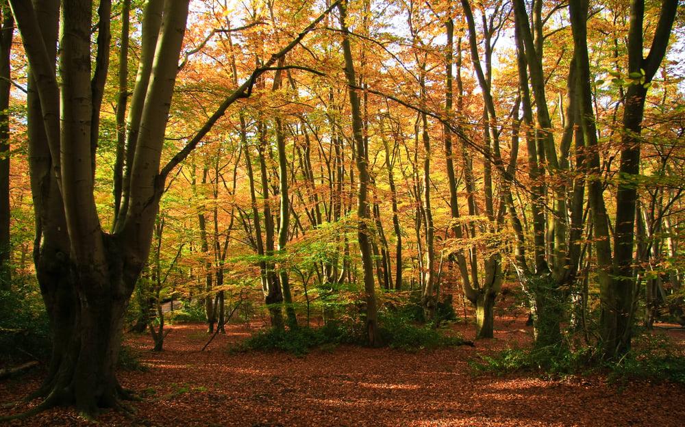 Best Hikes Near London